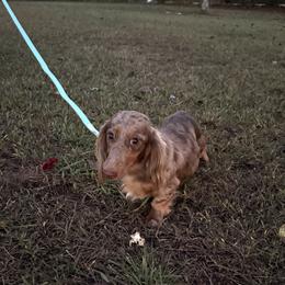 Maggie - Dachshund