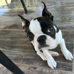 Boston Terrier Puppies from I Love Pups