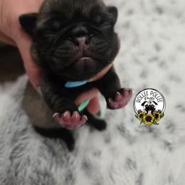 Boy 3 - Fawn male Pug puppy in Keysville, Georgia from Rollee Pollee Pugs