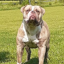 Gucci - Alapaha Blue Blood Bulldog