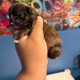 Ckc Benedict - Brindle male Shih Tzu puppy in Roseville, Michigan from Diamond Paws LLC