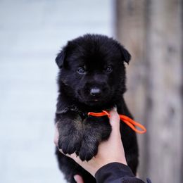 Crush - Bi-color male German Shepherd puppy in Dacula, Georgia from FuryHaus German Shepherds