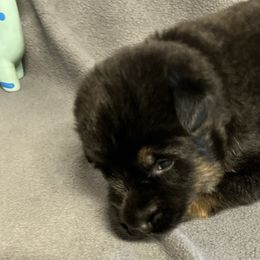 Girl 3 - Black and tan female German Shepherd puppy in Sharon Grove, Kentucky from Julie’s Shepherds