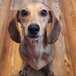 Sora - Dachshund