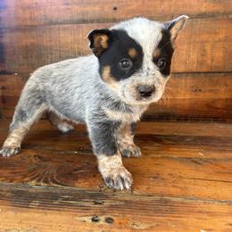 Boy 4 - Blue speckled male Australian Cattle Dog puppy in Mooresboro, North Carolina from Grog Creek Kennel