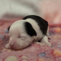 Holly - Black and white female Chinese Crested puppy in Utah from Mlee puppies
