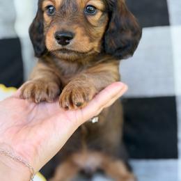 Linguini - Red male Dachshund puppy in Paw Paw, Michigan from Mulberry Meadow Farms