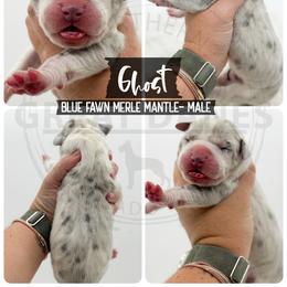 Ghost - Merle male Great Dane puppy in Sac City, Iowa from Northern Great Danes of Colorado & Iowa