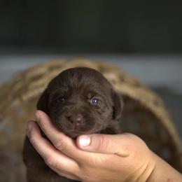 Miss Pink - Chocolate female Labrador Retriever puppy in Morrill, Kansas from Grimm Girls Farm