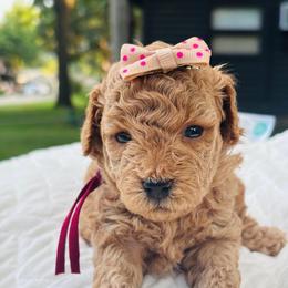 Mulberry - Chocolate female Goldendoodle puppy in Piedmont, Oklahoma from Perdue Puppies