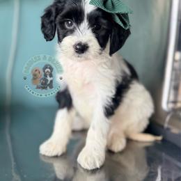 Tinsel - Black and white female Sheepadoodle puppy in Marion, Ohio from Doodles & Doxies