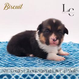Biscuit - Black and tan male Pembroke Welsh Corgi puppy in Pine Village, Indiana from NL Horsemanship