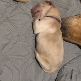 Golden Retriever Puppies from St. Paul Goldens
