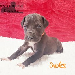 Great Dane Puppies from Windy Ridge Danes