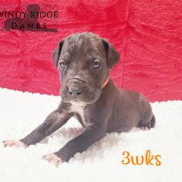 Great Dane Puppies from Windy Ridge Danes