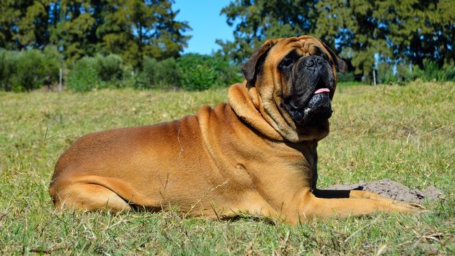 Bullmastiff