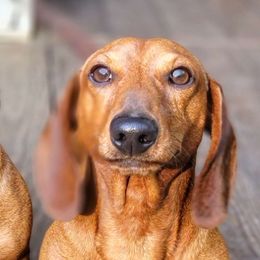 Rodger - Dachshund
