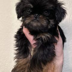 Brussels Griffon All Grown Up from Lavish Griffons