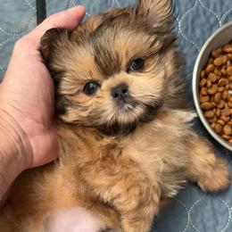 Very laid-back Birkin - Cream and white male Shih Tzu puppy in Gilbert, Arizona from 🌗 New Moon Shih Tzu 🌗