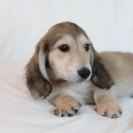 Bear - Dachshund