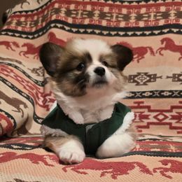 Joy - Red female Pembroke Welsh Corgi puppy in Hebron, Kentucky from The Clever Corgi