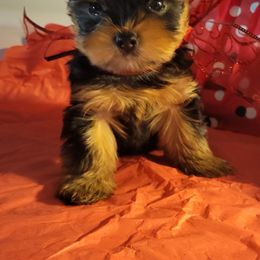 Red - Black and tan male Yorkshire Terrier puppy in Chickasha, Oklahoma from SISSYS YORKIES