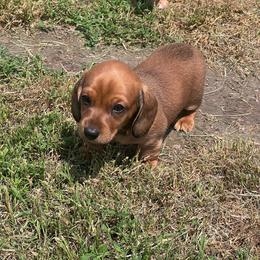Ben - Sable male Dachshund puppy in Carthage, Missouri from Hounds by Mishelle