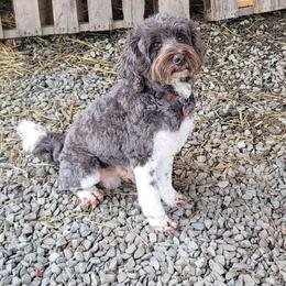 Hootie - Chocolate male Australian Labradoodle puppy in Aumsville, Oregon from Country Morning Labradoodles