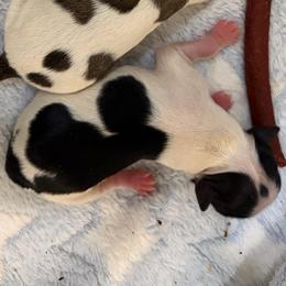 Dotty - Black and tan female Chihuahua puppy in Franklin, North Carolina from A&J Cutie Pawtooties