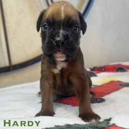 Hardy - Fawn male Boxer puppy in Cicero, New York from MK Boxer Haven of CNY