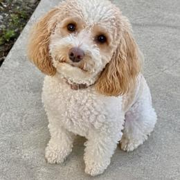 Kelsey - Poodle