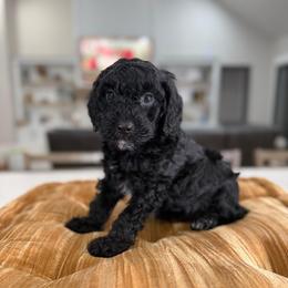 Green collar - Black and white male Cavapoo puppy in Indiahoma, Oklahoma from Farm Fresh Doodles