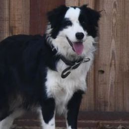 Border Collies from Cutting S Ranch