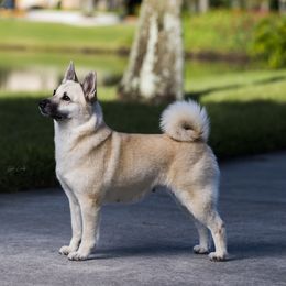Binna - Norwegian Buhund