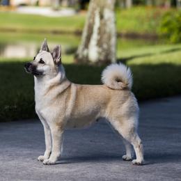 Binna - Norwegian Buhund