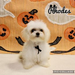 Rhodes - White male Maltese puppy in Morehead, Kentucky from Paw Perfect Pets