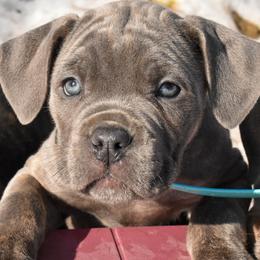 Sky - Gray brindle female Cane Corso puppy in Sault Ste Marie, Michigan from Willow Creek Cane Corsos
