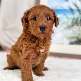 Pink Lady - Red  female Goldendoodle puppy in Norcross, Georgia from Teddy Puppies