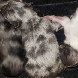 Armani - Blue merle male Pomeranian puppy in Weatherford, Texas from Jeweled Poms