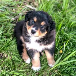 Australian Shepherd Puppies from Beaver Creek Aussies
