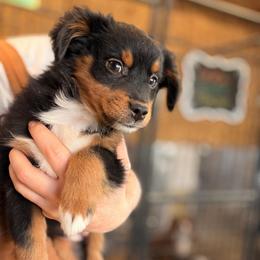 BTF1 - Black tri female Miniature Australian Shepherd puppy in Dayton, Washington from Rafter 22 Aussies