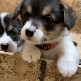 Pembroke Welsh Corgi Puppies from Whistling Wind Corgi’s