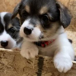 Pembroke Welsh Corgi Puppies from Whistling Wind Corgi’s