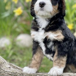 Bernedoodle Puppies from Beary Sweet Doodles