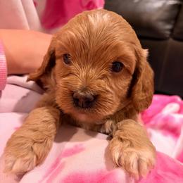 Mango - Buff and white male Cockapoo puppy in Atco, New Jersey from Flannery’s lucky puppies 🍀