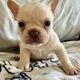Luke - Cream male French Bulldog puppy in Denton, Maryland from Little Lions the Shih Tzu Kingdom