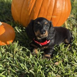 Red Collar - Black and tan male Dachshund puppy in Anaheim, California from SoCal Mini Dachshunds