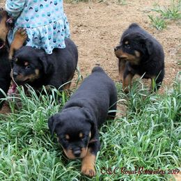 Rottweiler Puppies from C&C Royal Rottweilers
