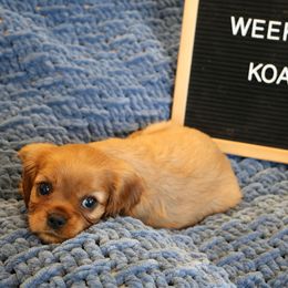 Koa - Cavalier King Charles Spaniel puppy from Bella Notte Cavaliers