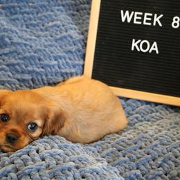 Koa - Cavalier King Charles Spaniel puppy from Bella Notte Cavaliers